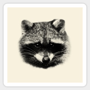 Raccoon Sticker